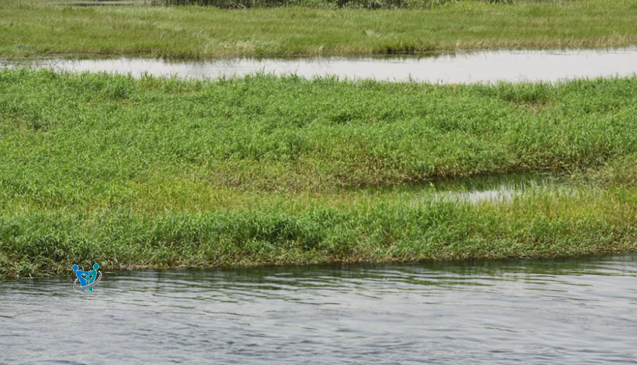 جزيرة المنصورية بأسوان لن تصدق جمالها من الداخل ولكنها تُعاني 4 المنصورية 4